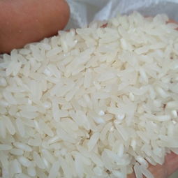 長(zhǎng)粒香大米 一等品 綠色食品 晚稻 學(xué)校,工廠 家庭用米批發(fā)供應(yīng) 長(zhǎng)粒香大米 一等品 綠色食品 晚稻 學(xué)校,工廠 家庭用米價(jià)格行情 長(zhǎng)粒香大米 一等品 綠色食品