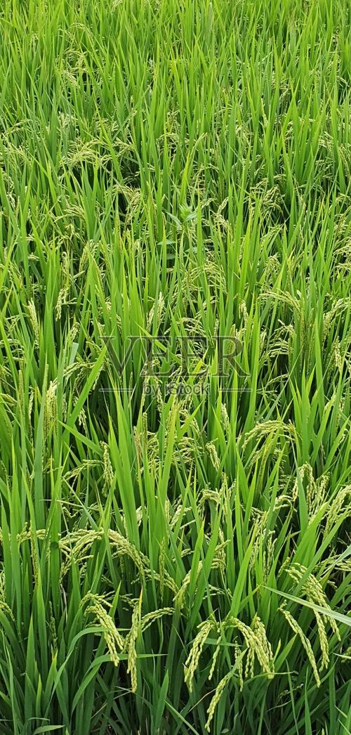 大米與靈魂的旅行 關(guān)于一粒米的經(jīng)商之道