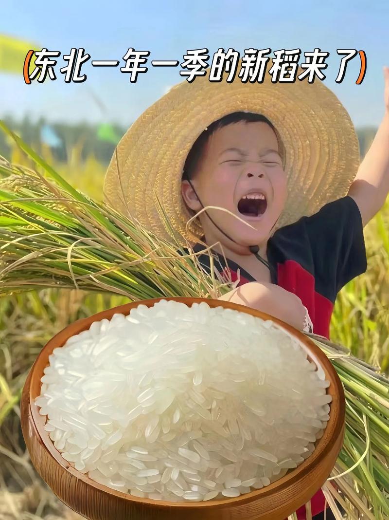 東北大米廠家直發 穩定品質，盡享口福的吃貨福利